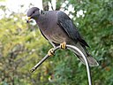 Band-tailed Pigeon (39670861080).jpg