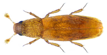 Baranowskiella ehnstromi Soerensson, 1997 (29577363093).png