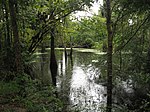 Barataria Preserve, Taman Sejarah Nasional Jean Lafitte dan Melestarikan, Louisiana.jpg