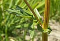 Leaf and stem