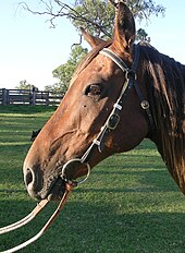 Barcoo (or ringhead) bridle as used across Australia Barcoo bridle.JPG