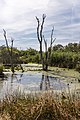 * Nomination Bargerveen Meerstalblok. Peat lake with dead birches ( Betula ). --Agnes Monkelbaan 04:58, 11 October 2019 (UTC) * Promotion Good quality --Llez 05:19, 11 October 2019 (UTC)