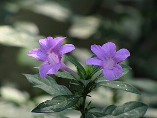 <i>Barleria siamensis</i> Species of flowering plant