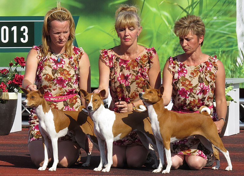 File:Basenji Tim Spirit.JPG