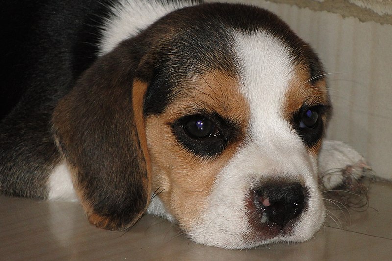 File:Beagle 013.jpg