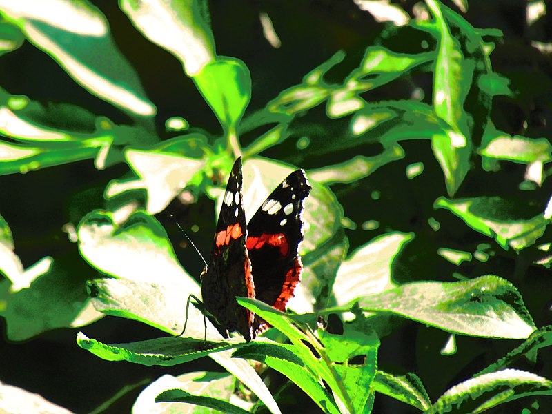 File:Belle papillon(jijel).jpg