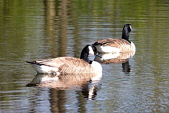 Grote Canadese ganzen in het water