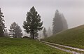 Churwalden Mittelberg (1500 meter). Mistig onderweg.