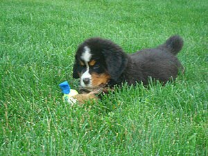 Bernese Puppy.jpg