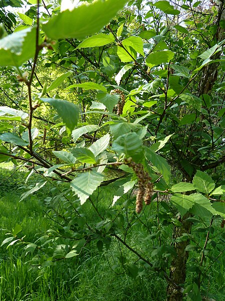 Tập_tin:Betula_davurica_arboretum_Breuil_1.jpg