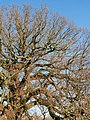 The Bexley Charter Oak in Danson Park, Bexleyheath. [332]