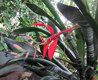 <i>Billbergia porteana</i> Species of flowering plant