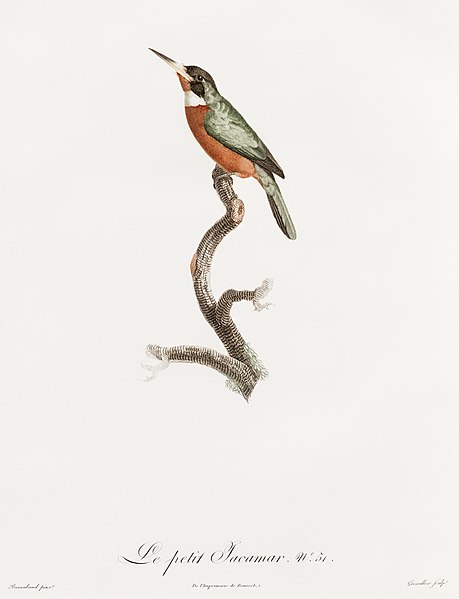 File:Bird illustration by Histoire Naturelle des Oiseaux de Paradis et Des Rolliers by Jacques Barraband, digitally enhanced by rawpixel-com 103.jpg
