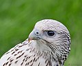 Bird of Prey, "The White Falcon" This Bird belongs to Jonathan Marshall Falconry - Flickr - pipilongstockings.jpg
