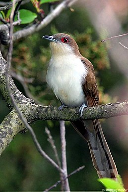 Кукліло чорнодзьобий (Coccyzus erythropthalmus)