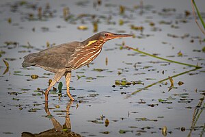 Black Bittern, hona, Lumbini, Nepal.jpg