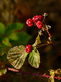 Blackberries in Norrkila