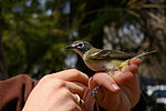 Thumbnail for File:Blue-Headed Vireo 1.jpg