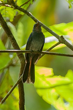 Description de l'image Blue Fantail - Mindanao - Philippines H8O1686 (19242108890).jpg.