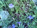 Blue rocks with blue flowers.jpg