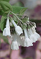 A white-flowered form