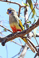 Bluebonnet parrot in der Strzelecki-Wüste (2012)