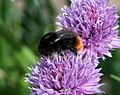 Vorschaubild für Steinhummel