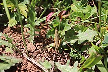 Booneacris alticola.jpg