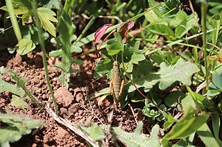 <i>Booneacris</i> Genus of grasshoppers