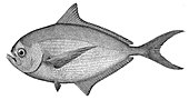 List Of Fish Of The Mediterranean Sea