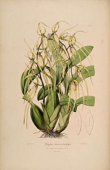 Brassia macrostachya