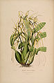 Brassia macrostachya plate 6 in: John Lindley: Sertum Orchidaceum, (1838)