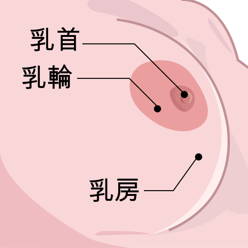 File:Breastdiagram-ja.svg