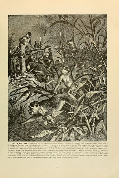 File:Brehm's Life of animals (Page 33) (6220150855).jpg