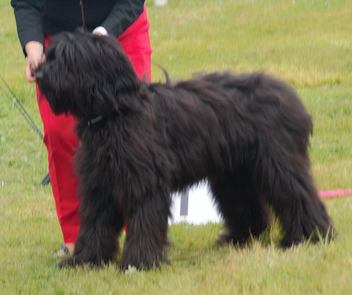 File:Briard-black.jpg