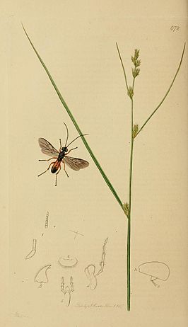 Chelonus wesmaelii