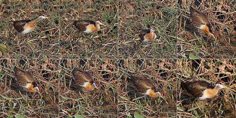 File:Bronze-winged jacana (Metopidius indicus) immature composite.jpg