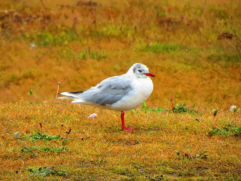 File:Brown-hooded Gull (Chroicocephalus maculipennis)-juvenile.jpg