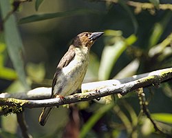 Brown Barbet (Calorhamphus fuliginosus hayii) - Flickr - Lip Kee.jpg