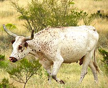 Brown and White Longhorn cow in Texas.jpg