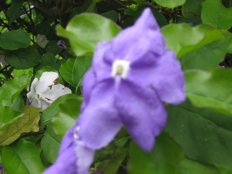 File:Brunfelsia latifolia (Flower).jpg