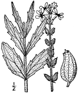 <i>Buchnera</i> (plant)