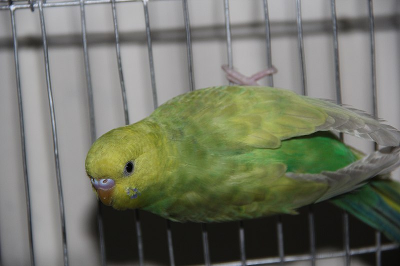 File:Budgerigar Bird 06.jpg