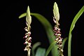 Bulbophyllum cochleatum var. bequaertii