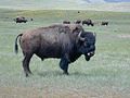 Bull Bison.jpg