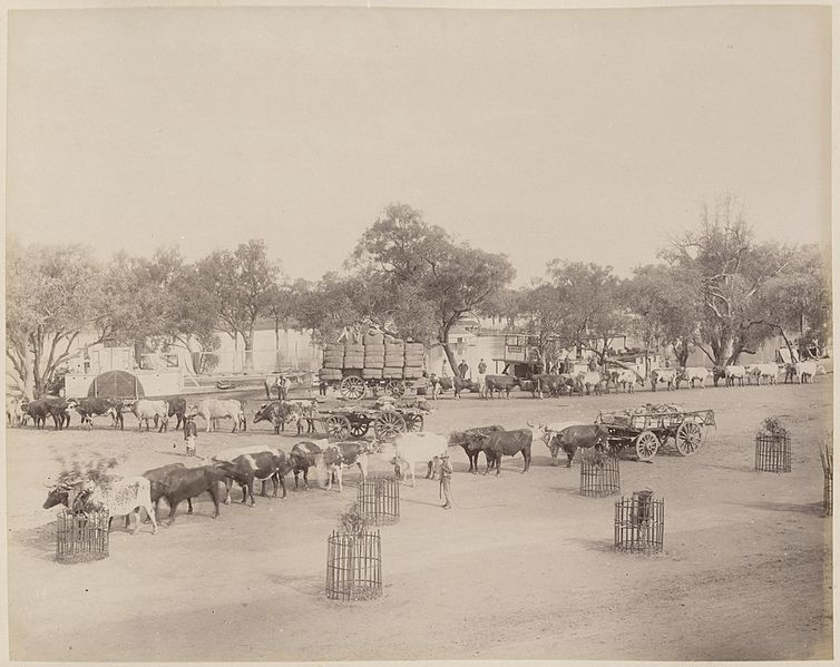 File:Bullock teams at Wilcannia, Darling River, New South Wales (6173516429).jpg