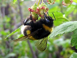 Bumblebee 2006.jpg