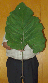 A 180 cm (5 ft 11 in) tall man holding a leaf