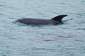 Burrunan Dolphin Port Phillip Bay 2011.jpg