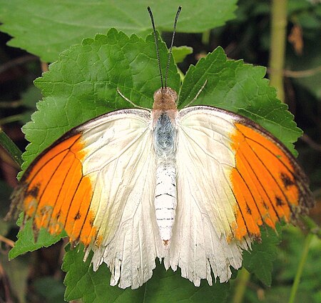 Butterfly at Syon House